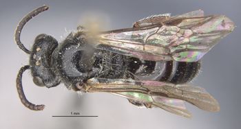 Media type: image;   Entomology 32864 Aspect: habitus dorsal view